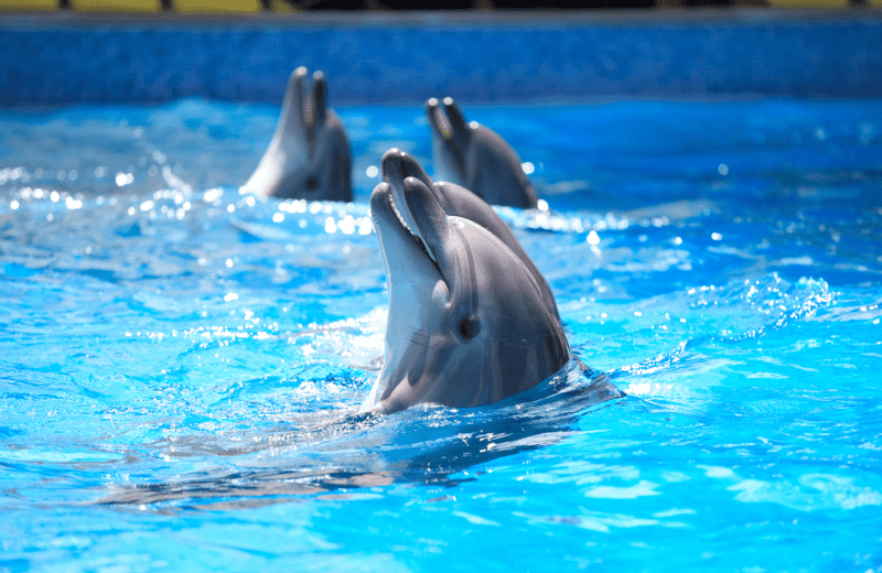 Dolfinarium