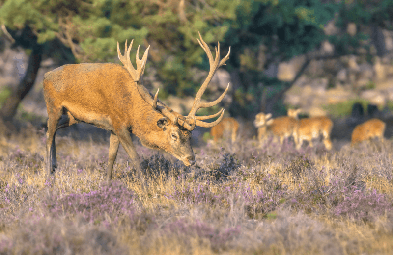 Natuur